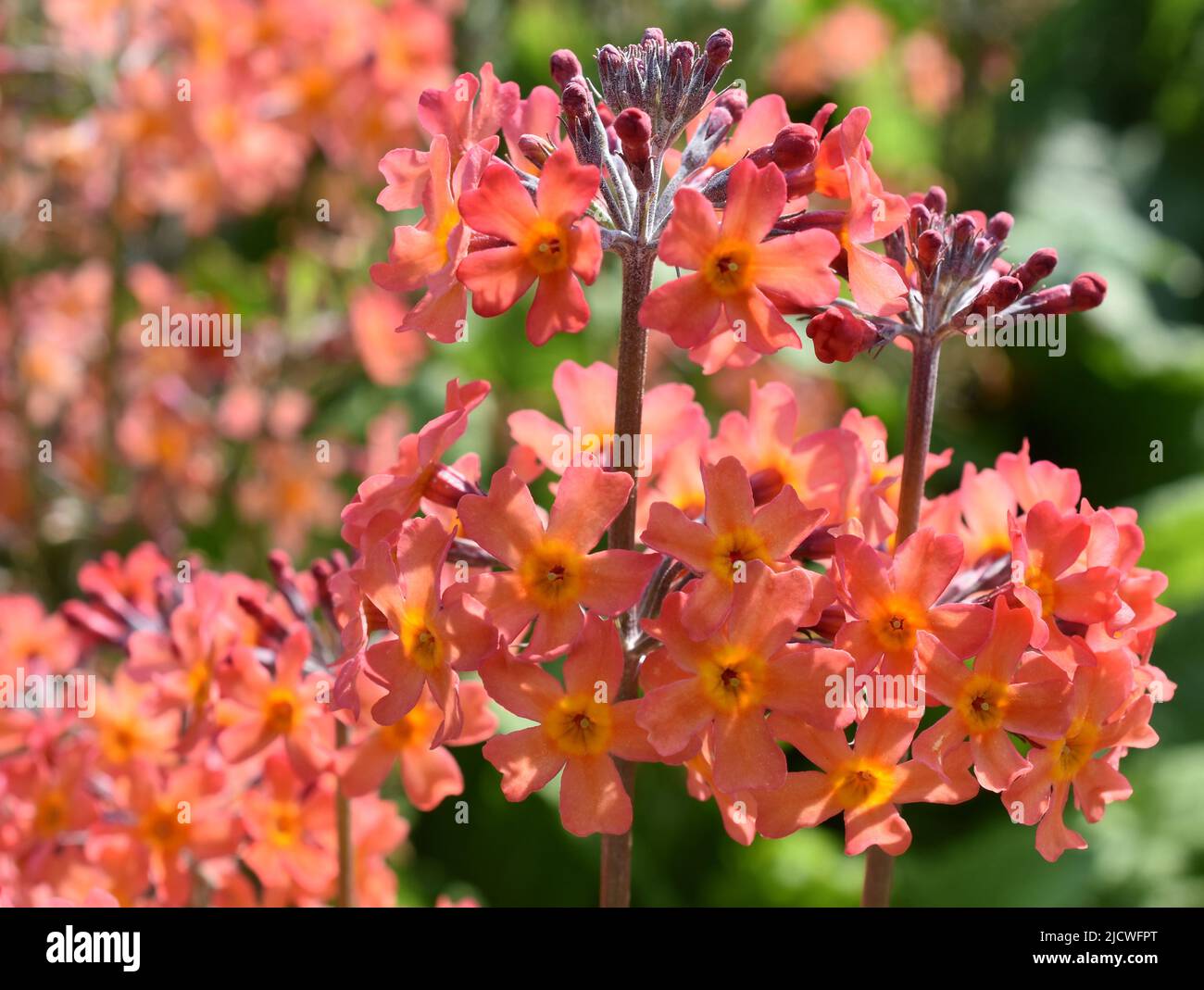 Orange colored flowers on primula candelabra plant Stock Photo
