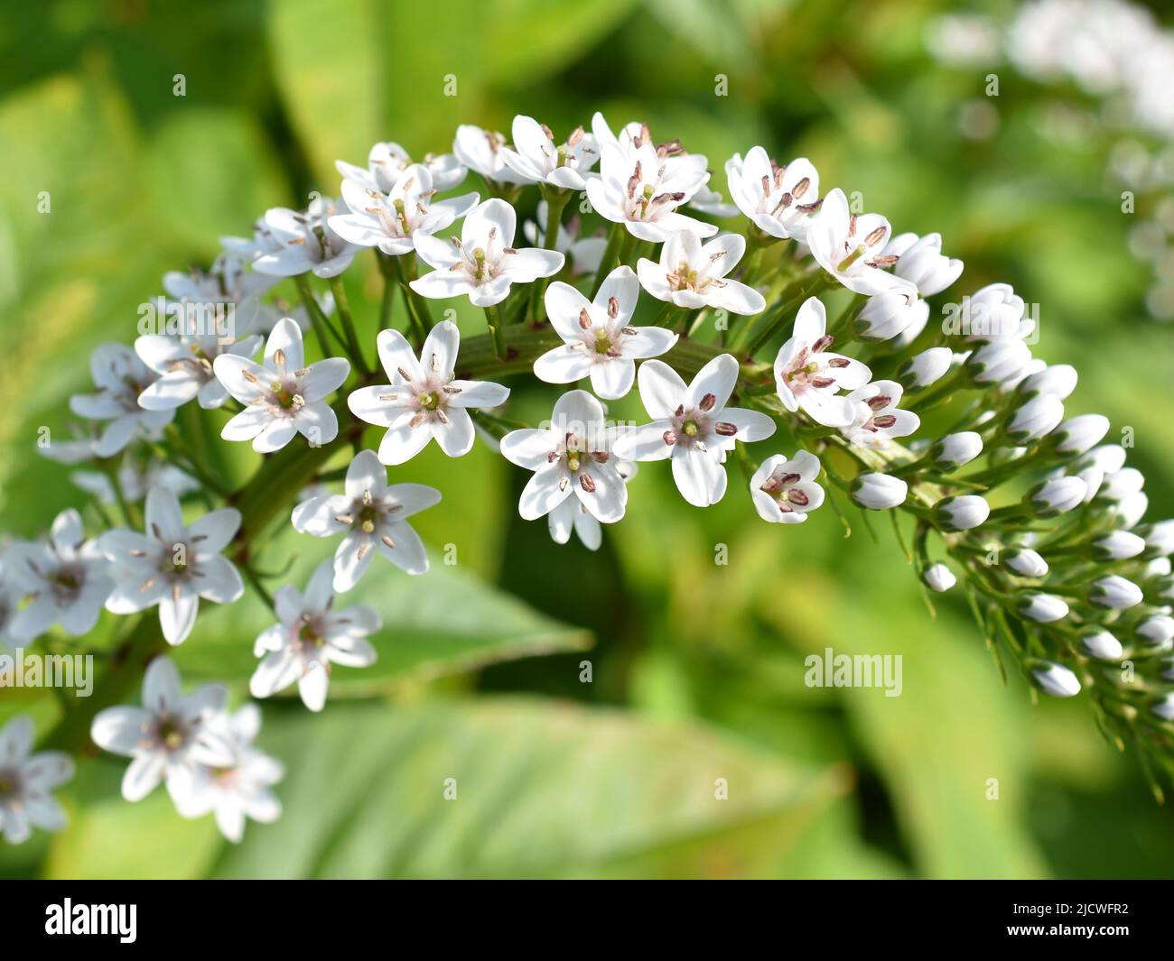 Gooseneck loosestrife Lysimachia clethroides white flowers Stock Photo