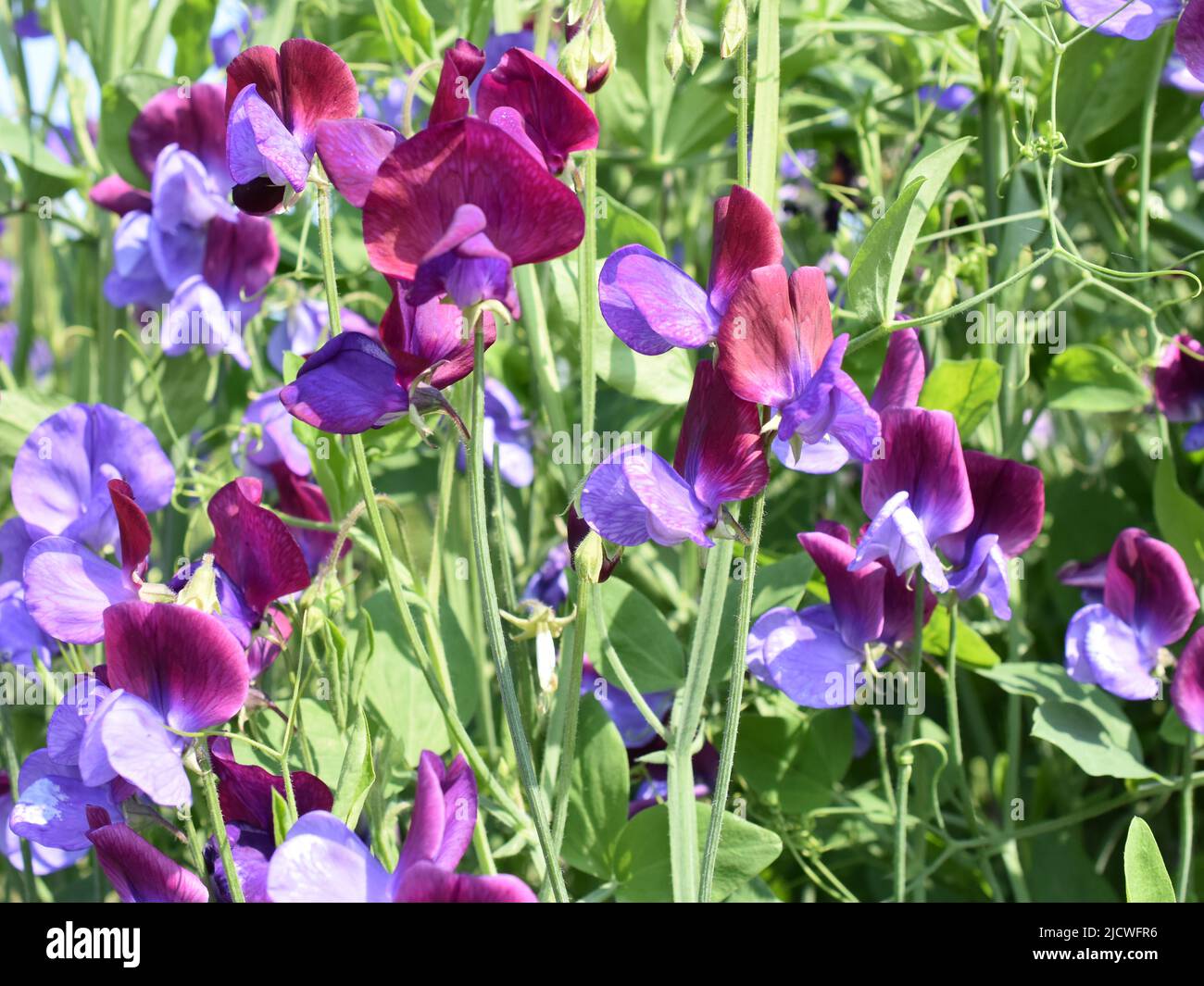 sweet pea Lathyrus odoratus flowers in different blue and purple colors Stock Photo