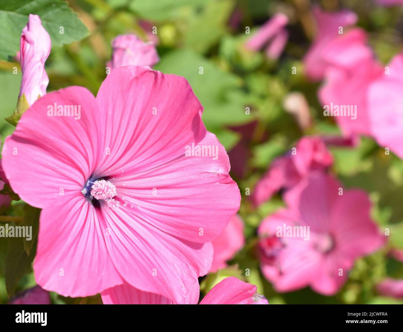 Common hollyhock althaea rosea pink flowers Stock Photo