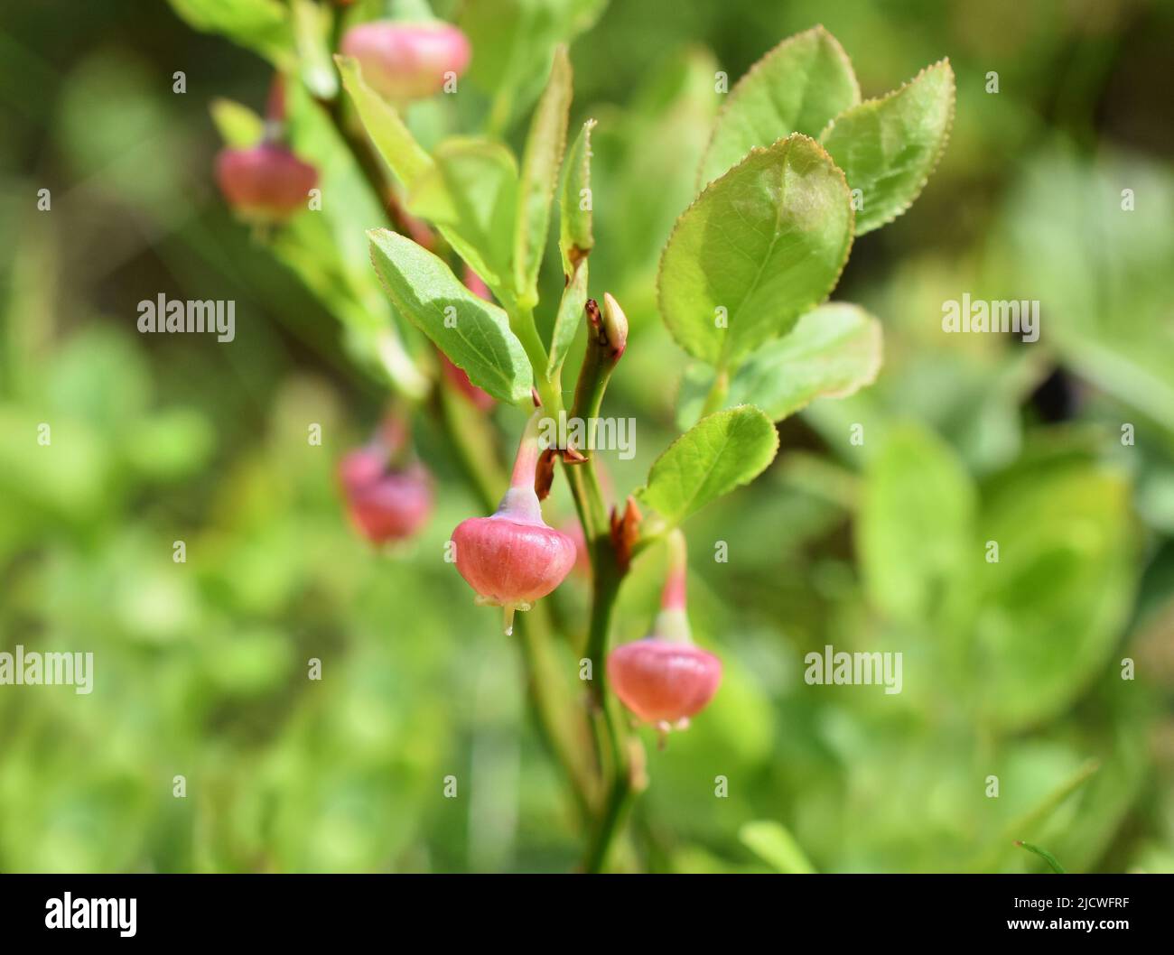 European blueberry Vaccinum myrtillus bush with red flowers in springtime Stock Photo