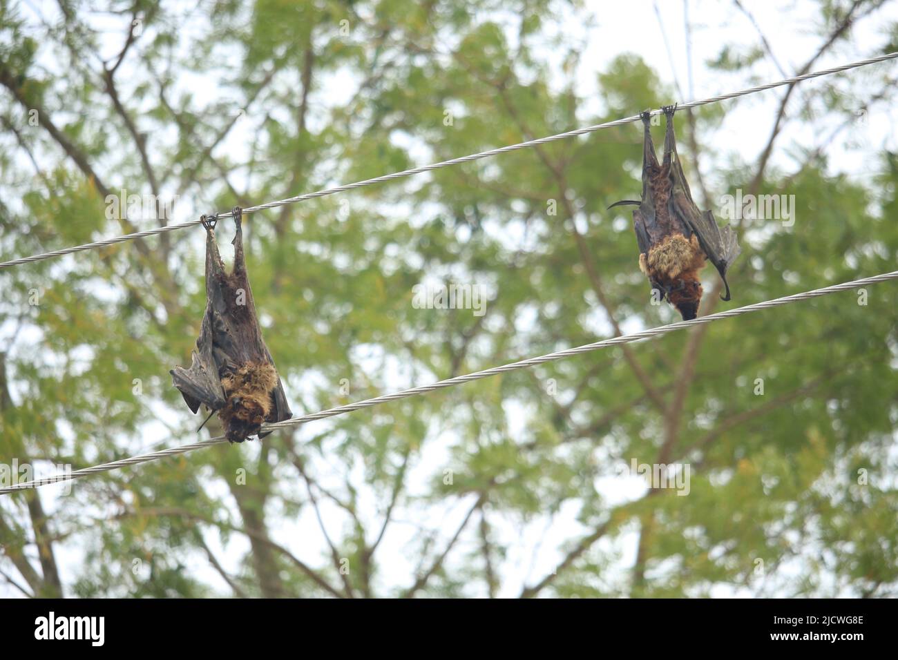 Two bats died in the electric shock Stock Photo Alamy