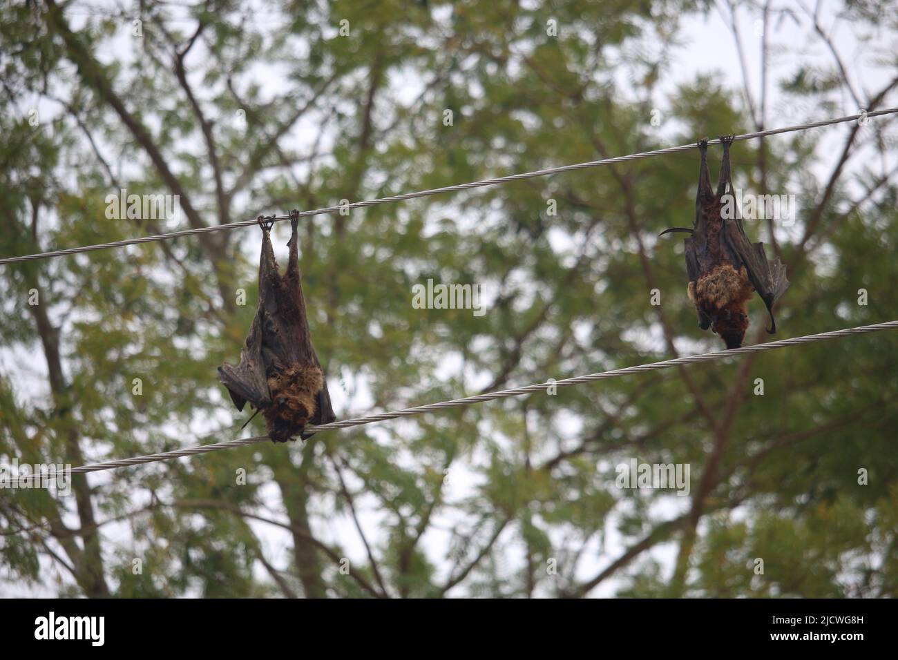 Dead bats hi-res stock photography and images - Alamy