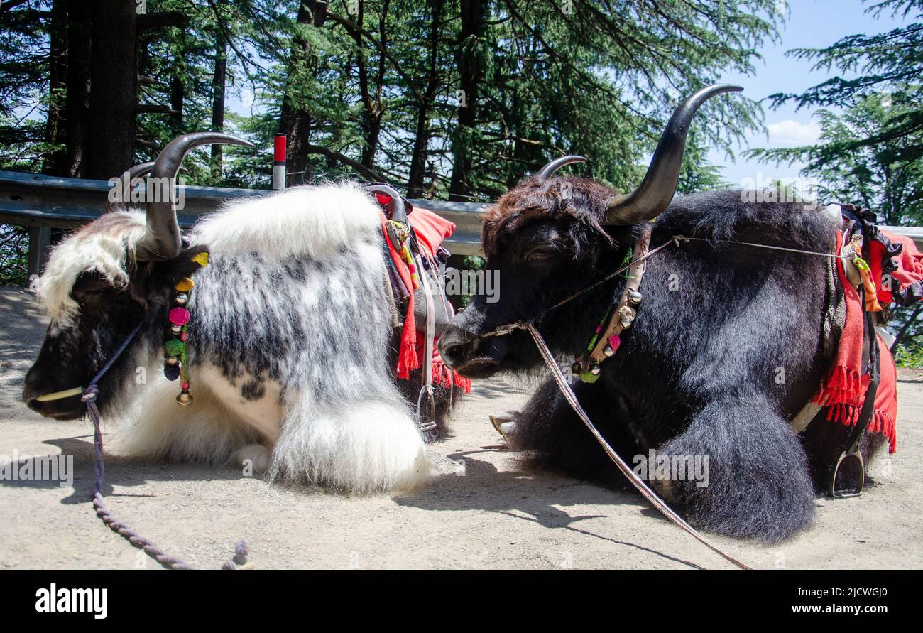 Yaks for clicking photos available on hills Stock Photo