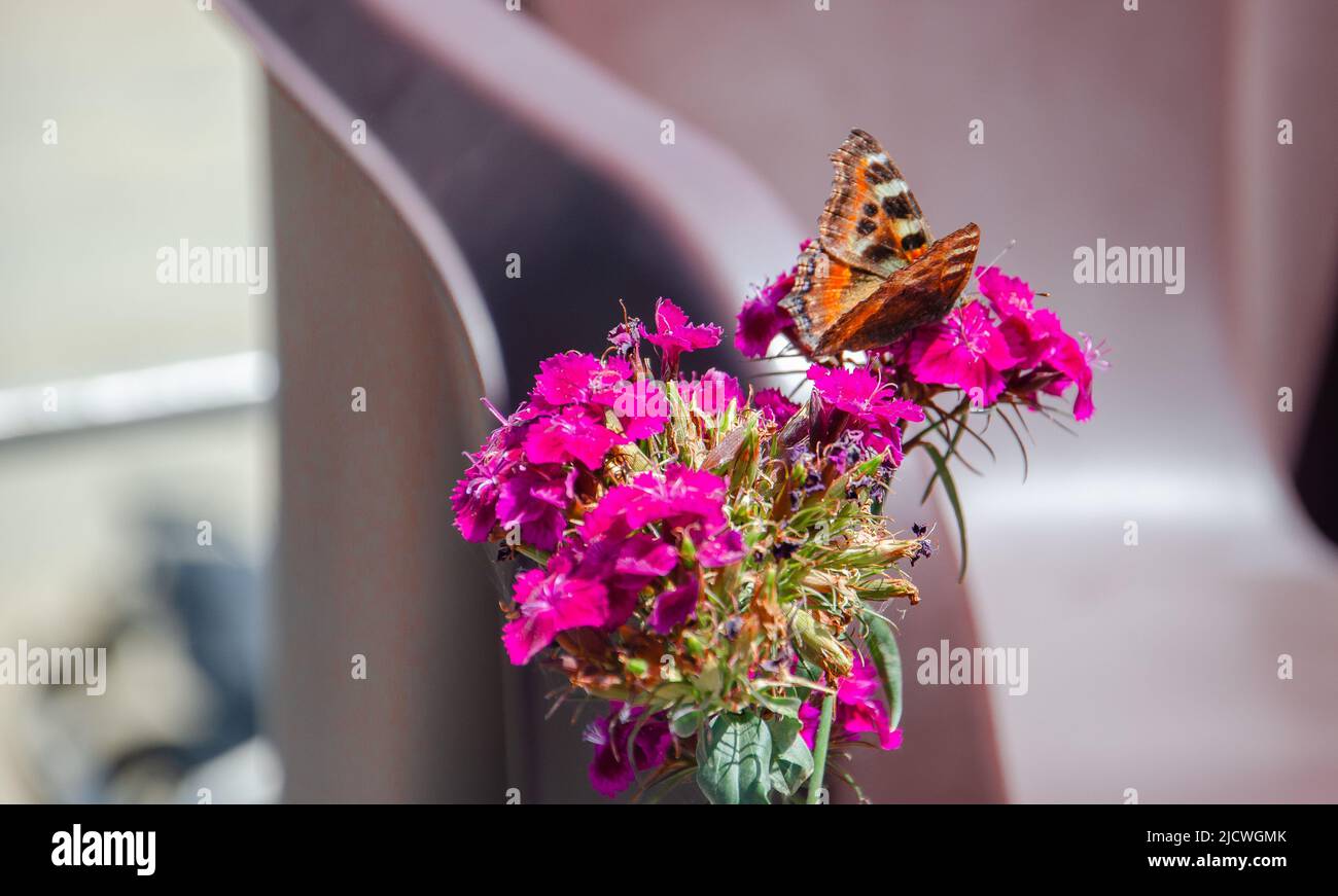 Butterfly doing her job for her family Stock Photo