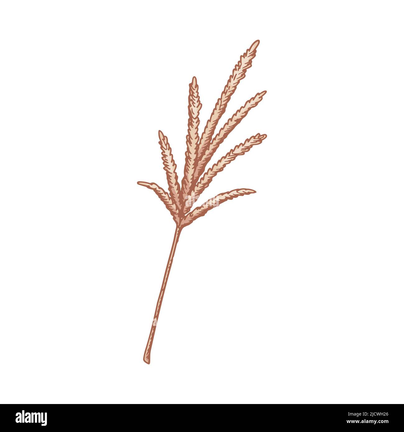 Hand drawn pampas grass isolated on white background. Vector illustration in sketch style Stock Vector
