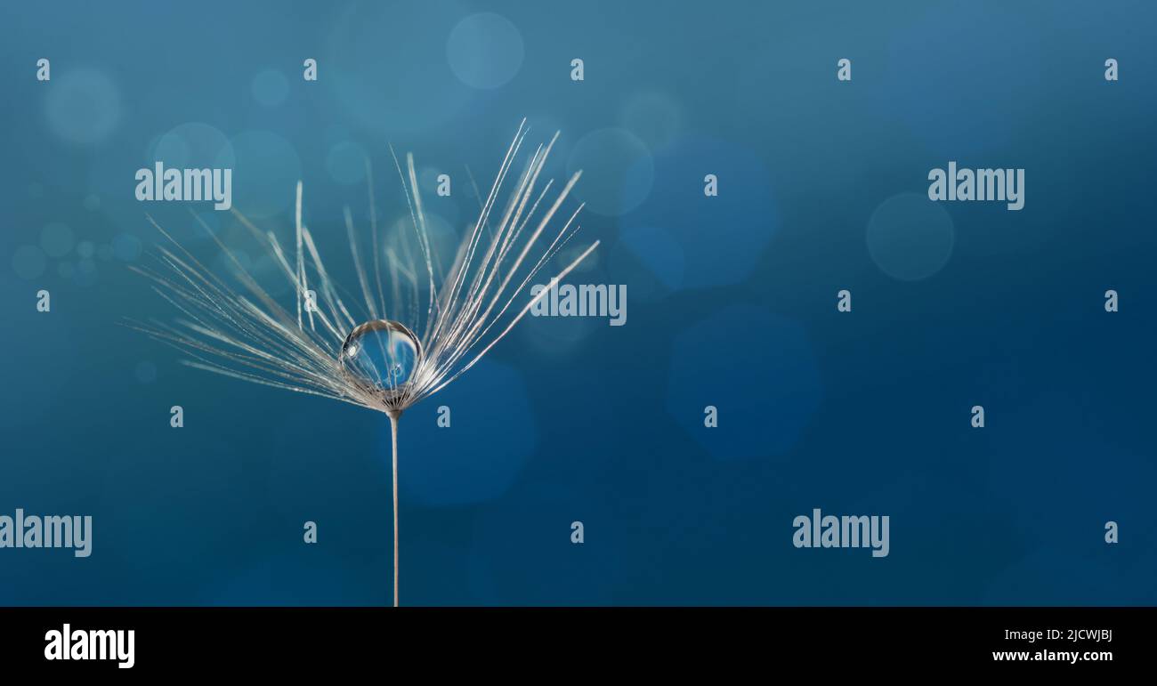 Dewdrop on a dandelion seed macro in nature. Stock Photo