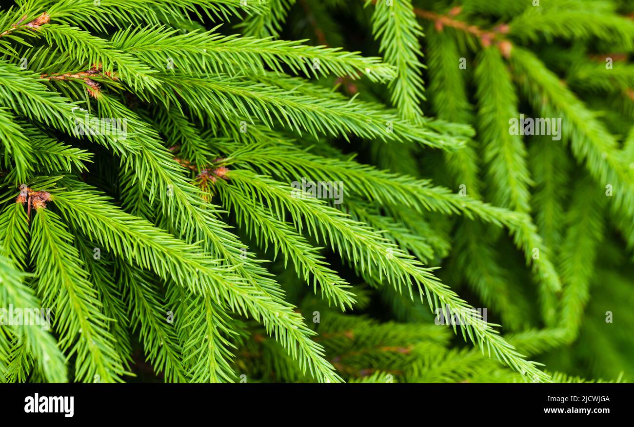 Spruce branches, green coniferous forest background. Close up photo with selective soft focus on needles Stock Photo