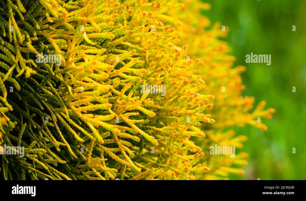 Macro photo of thuja yellow leaves, decorative cultivar with golden branches Stock Photo