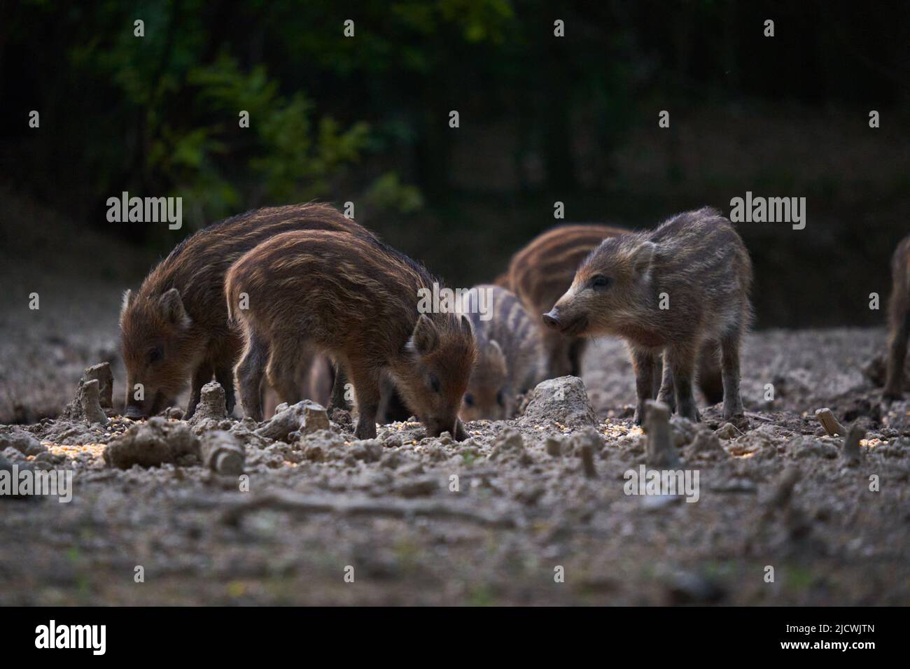 Wild hog herd rooting for food in the forest Stock Photo - Alamy