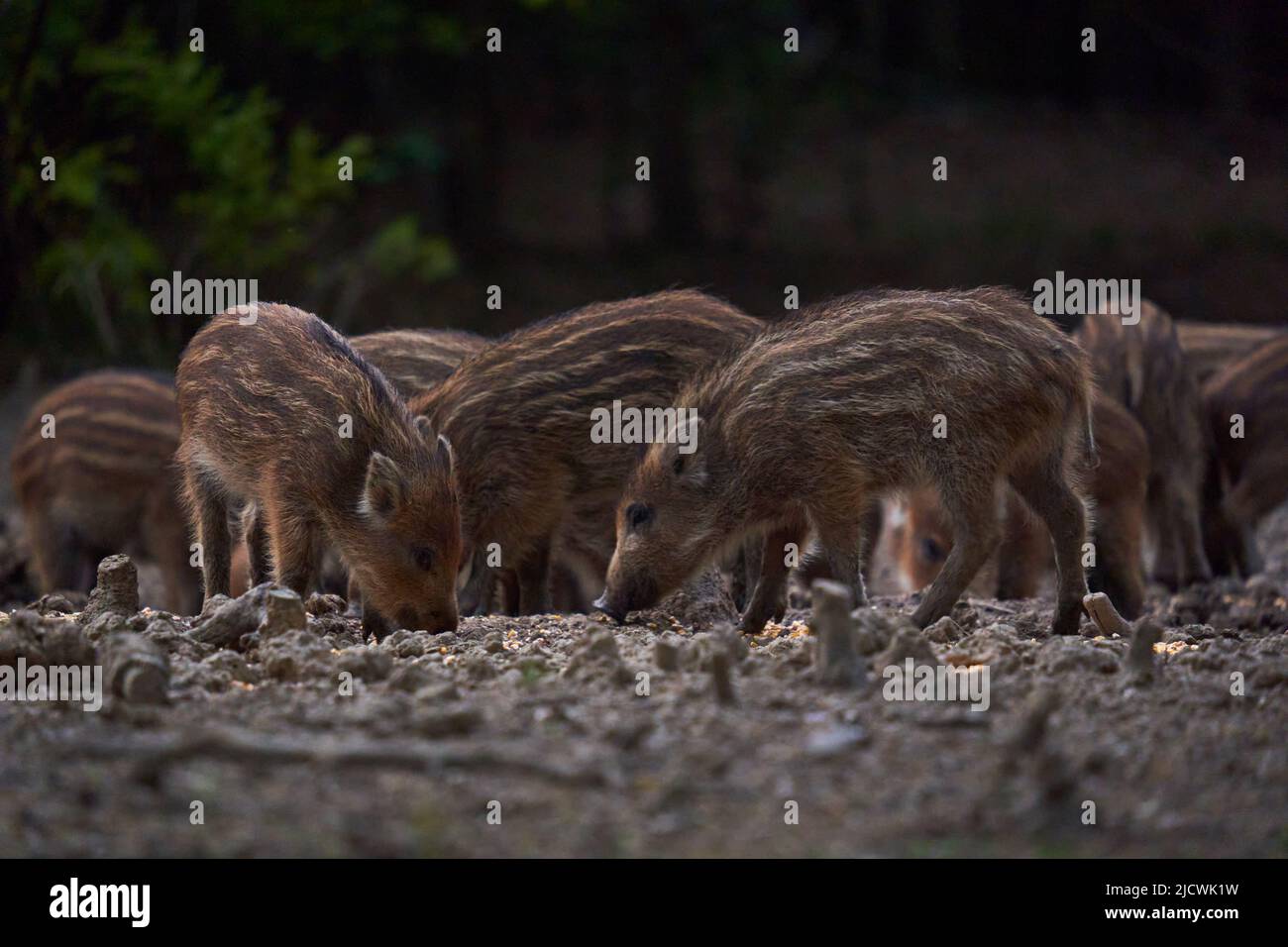 Wild hog herd rooting for food in the forest Stock Photo - Alamy