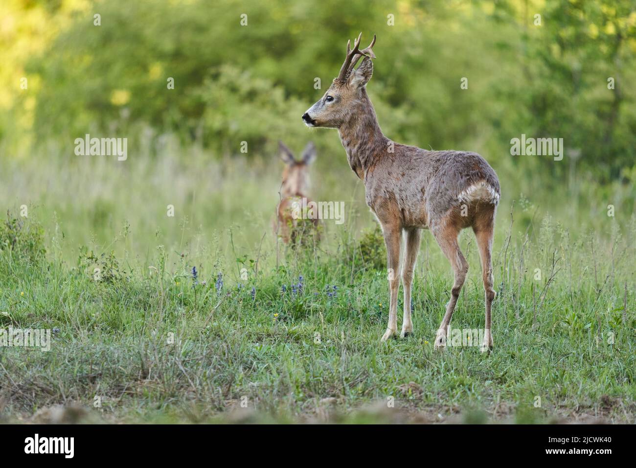 Roe deer male (roebuck) and female on a pasture by the forest Stock ...