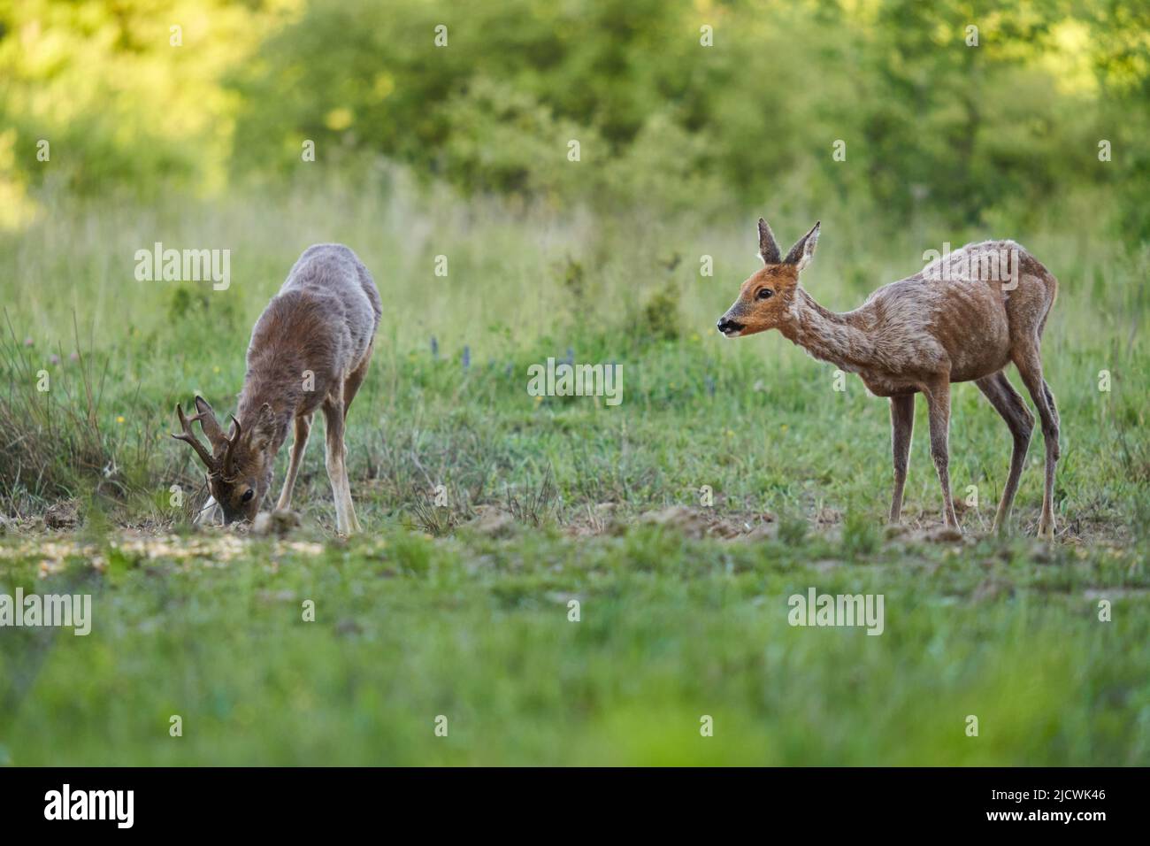 Roe deer male (roebuck) and female on a pasture by the forest Stock ...