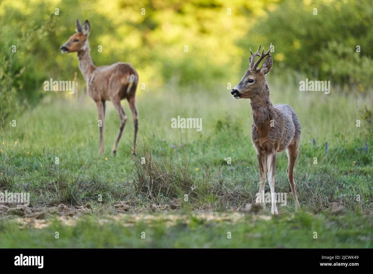 Roe deer male (roebuck) and female on a pasture by the forest Stock ...