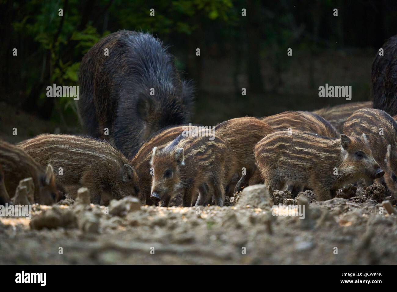 Wild hog herd rooting for food in the forest Stock Photo - Alamy