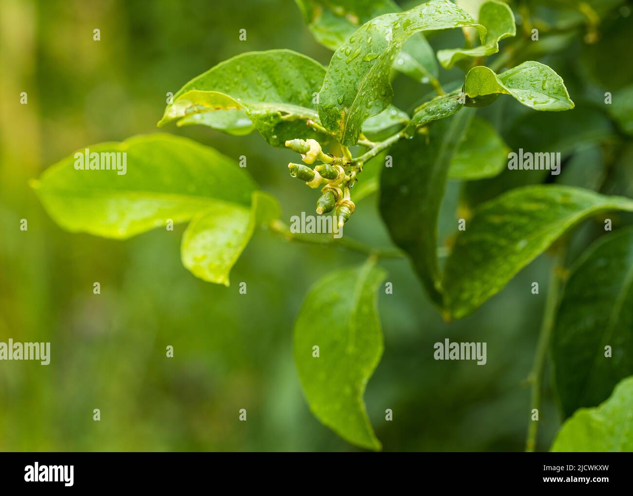 New growing tiny lemons growing on the tree. Selective focus, close up Stock Photo