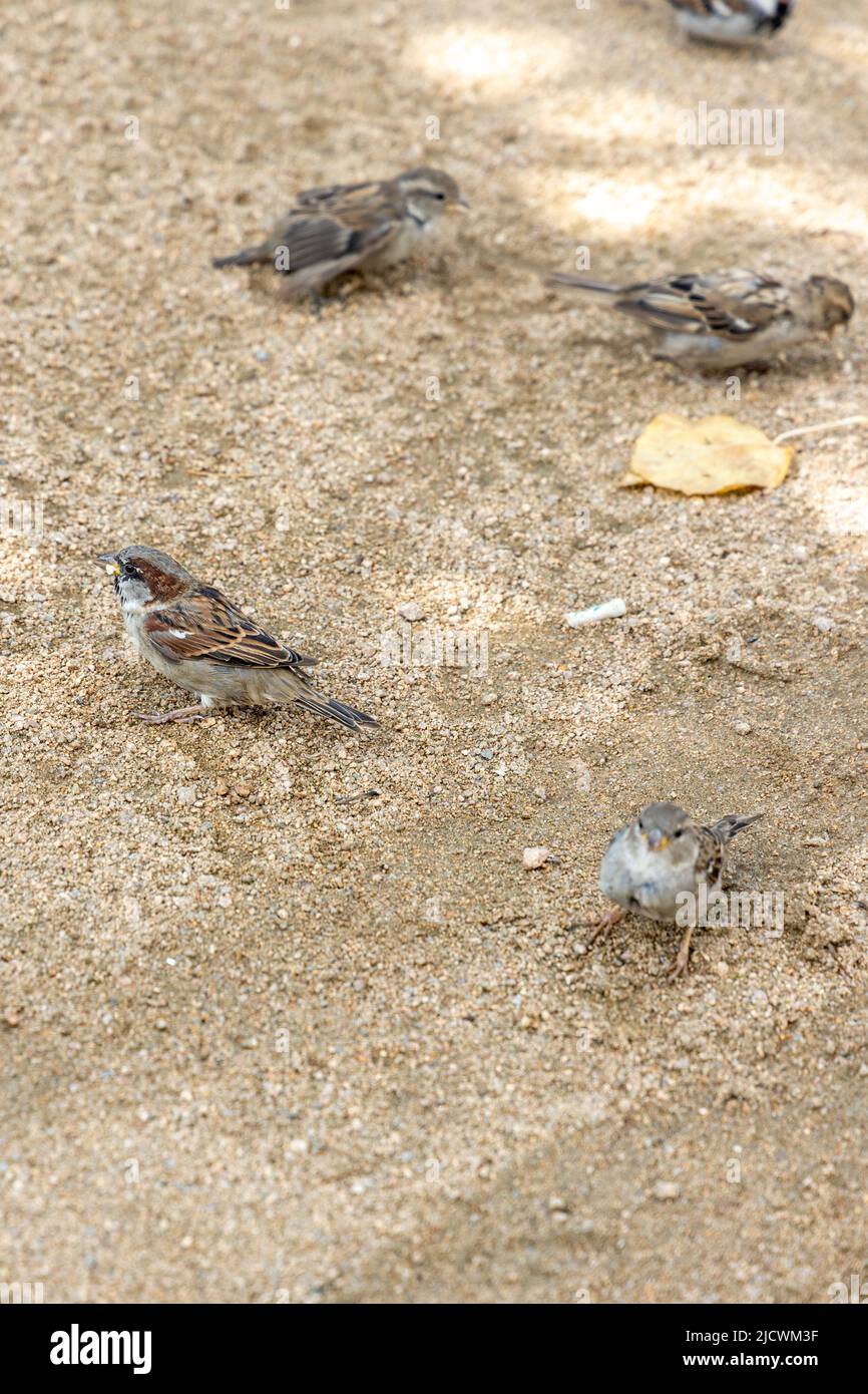 Sparrows cavort in the sand in summer Stock Photo