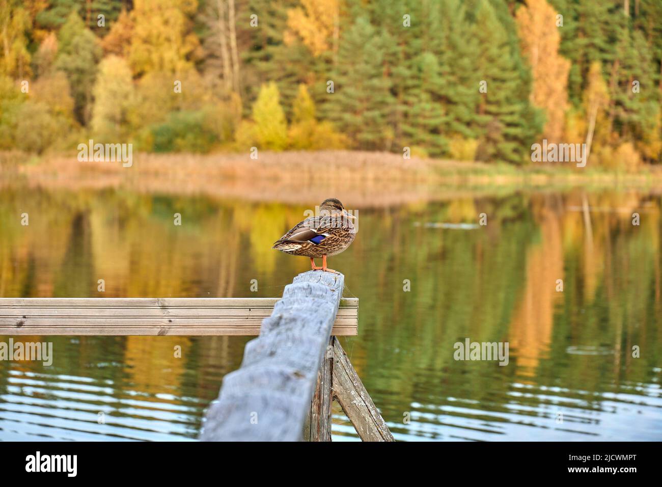 Closeup of duck in autumn forest. High quality Stock Photo