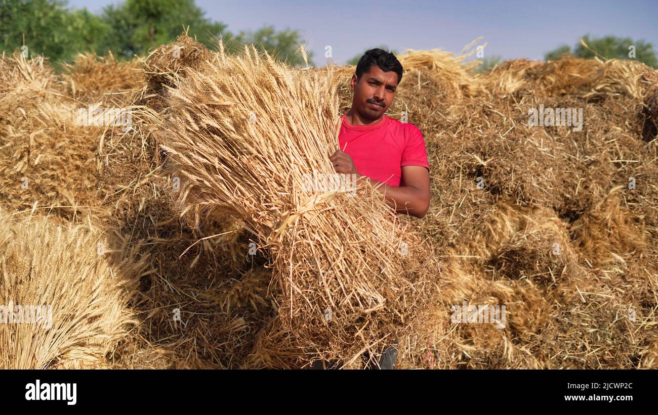 Golden paddy harvested from agricultural field and stored at a rural Indian farm. Stock Photo