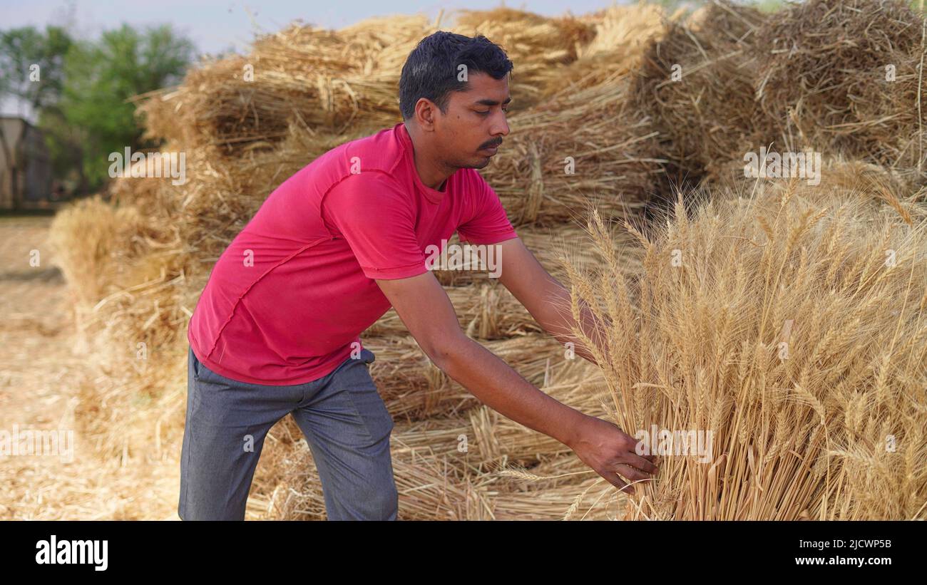 Indian farmer holding wheat crop bundle. Large pile of harvested wheat crop in a farmer's field in India. Grass is used for feeding animals or for foo Stock Photo
