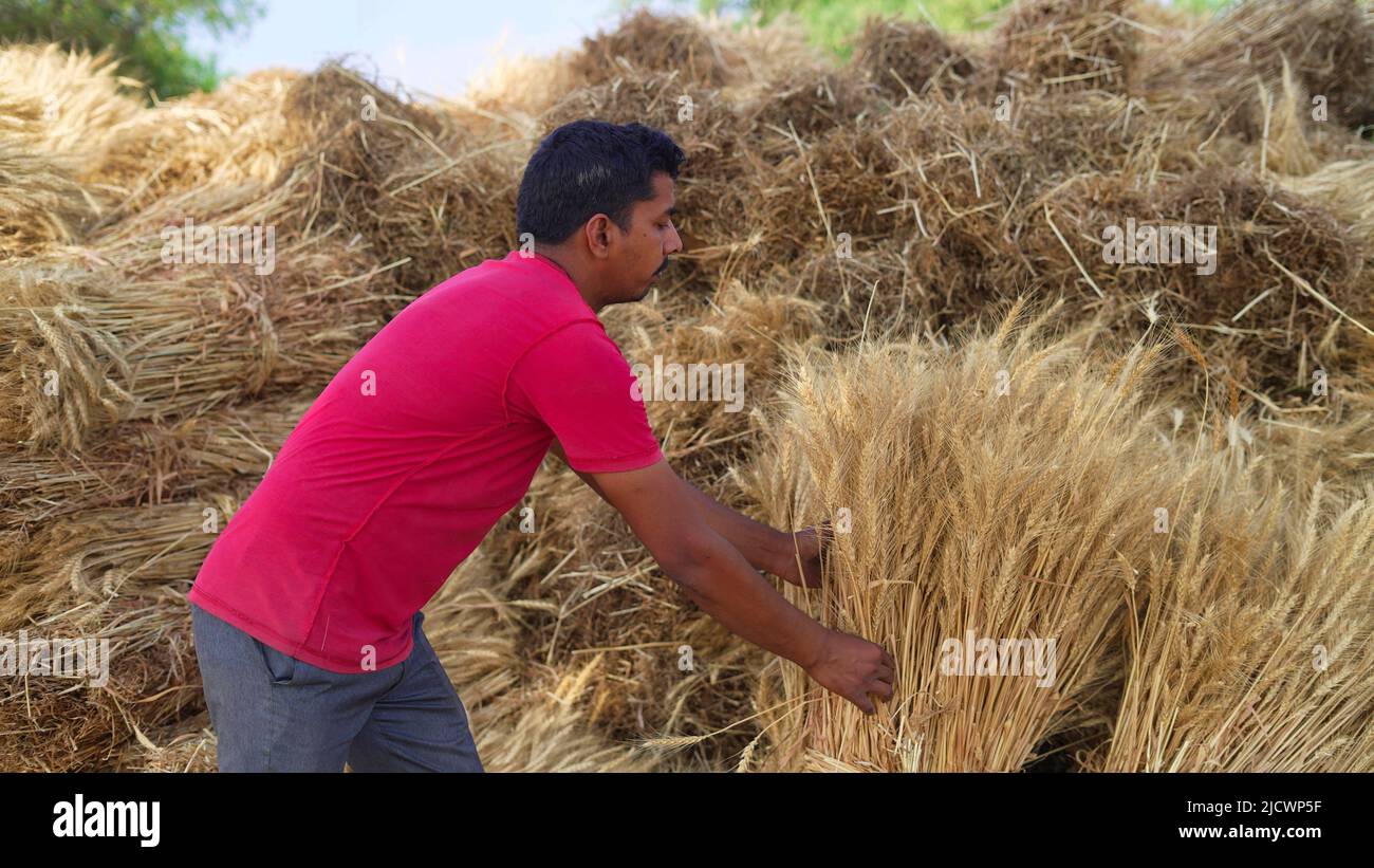 Golden paddy harvested from agricultural field and stored at a rural Indian farm. Stock Photo