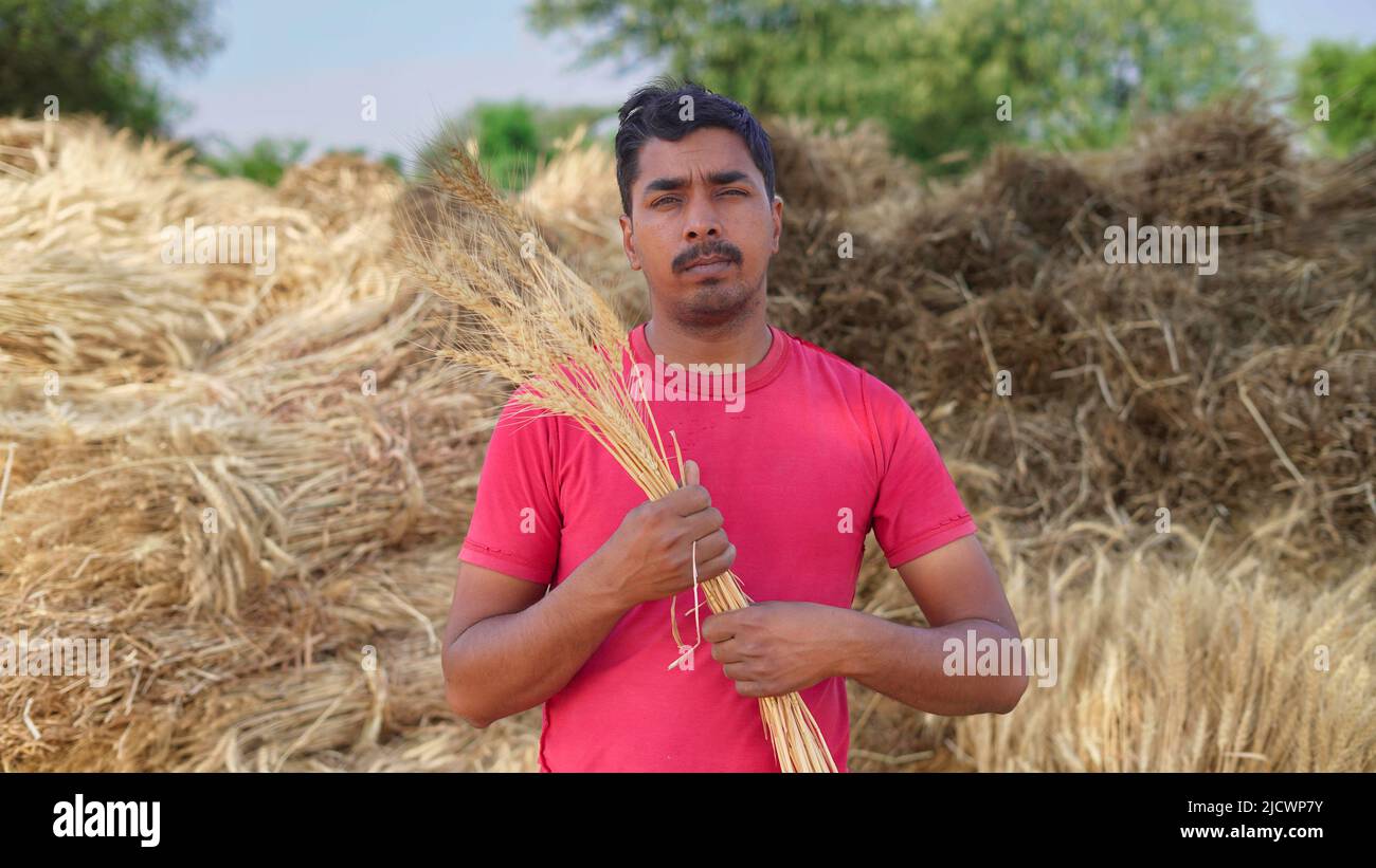 Indian Farmer in the a wheat field checking crop. Agriculture, gardening or ecology concept. Stock Photo