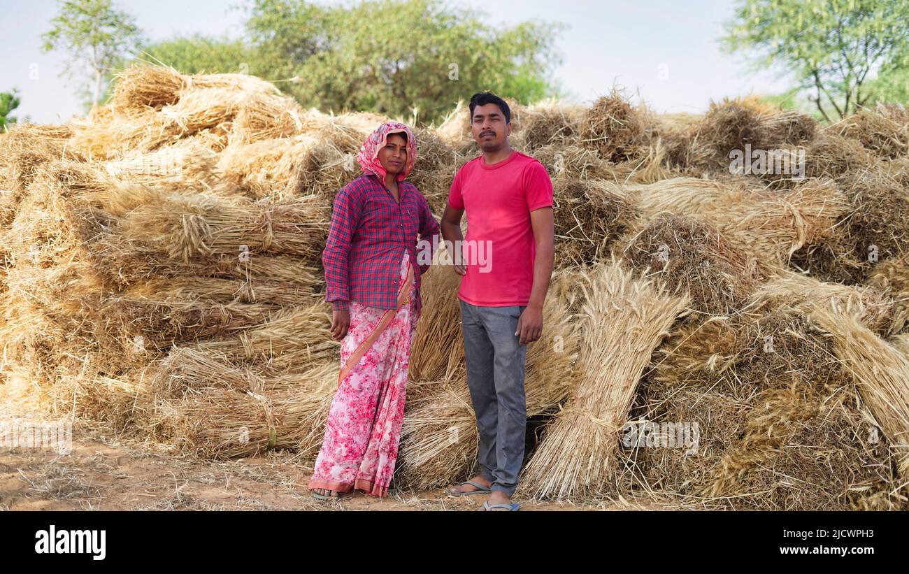 Portrait of Indian farmer couple in Sikar,India. Wheat field and Indian ...