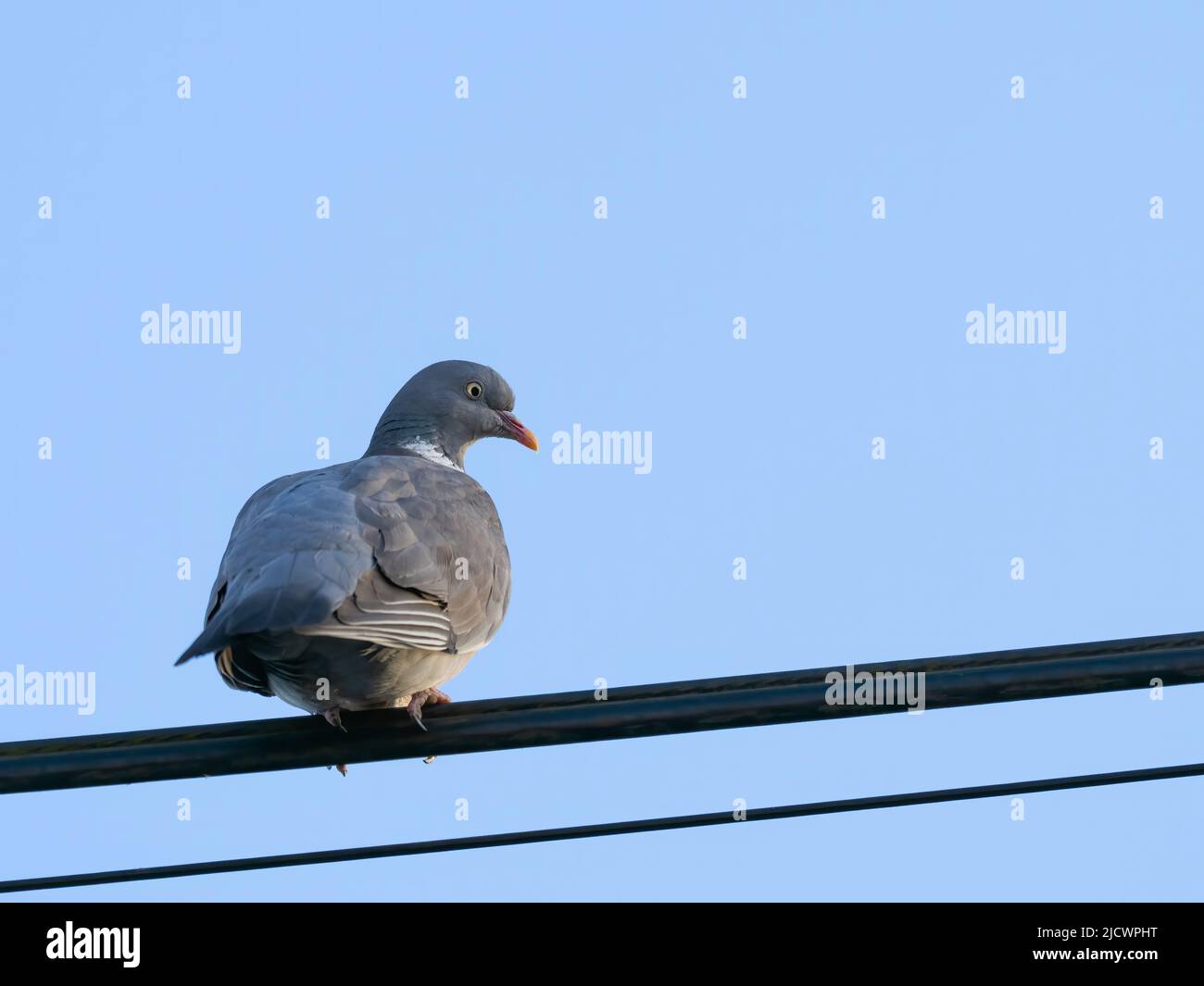 A Common Woodpigeon (Columba palumbus), also known as Wood Pigeon, perched on a power cable in Blackpool, Lancashire, UK Stock Photo