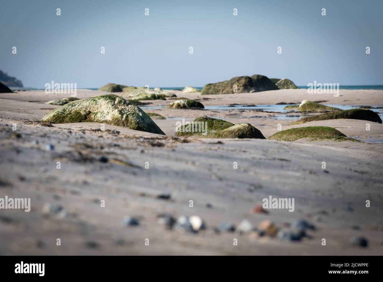 Algae covered rocks on a beach Stock Photo - Alamy