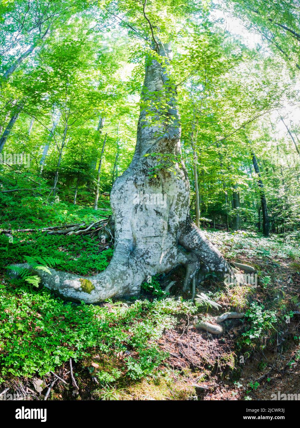 Forested nature area around Lokve lake (Lokvarsko jezero) in Croatia Europe Stock Photo