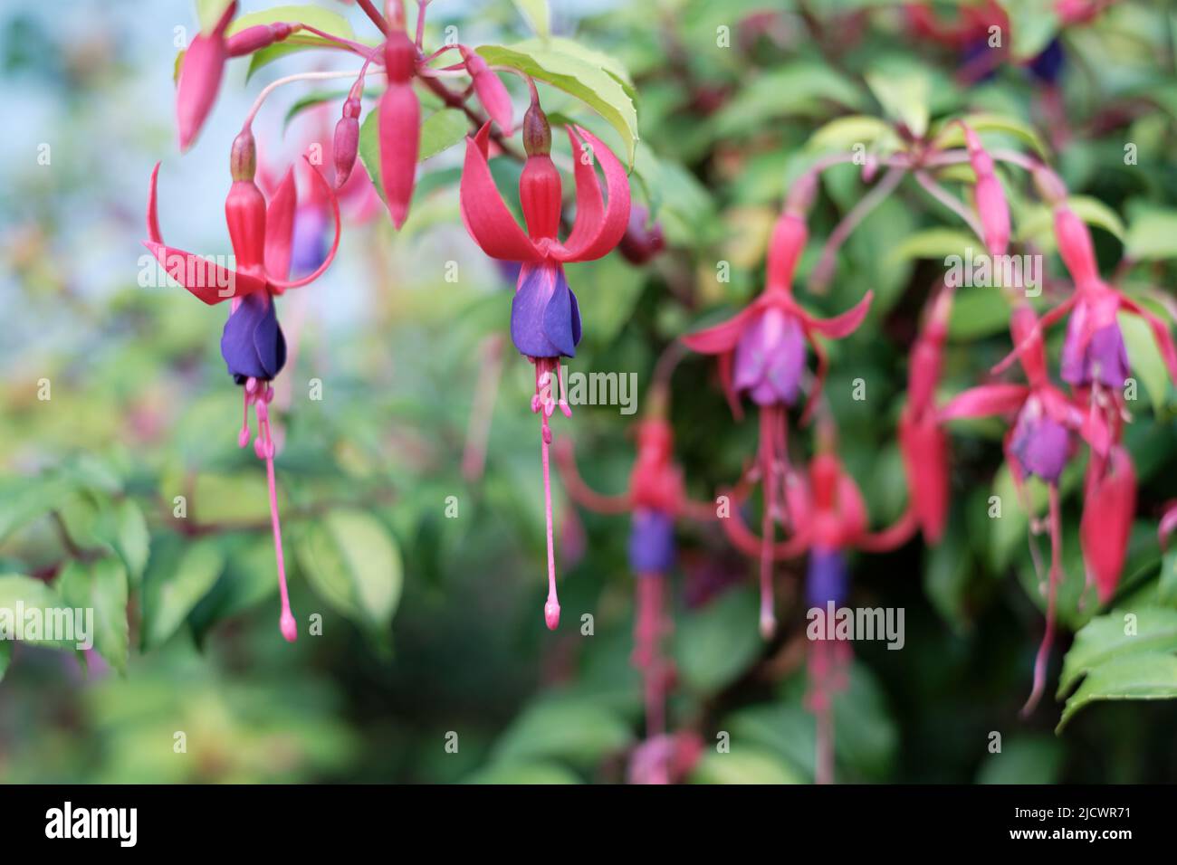 Close-up of beautiful Fuchsia flowers Stock Photo