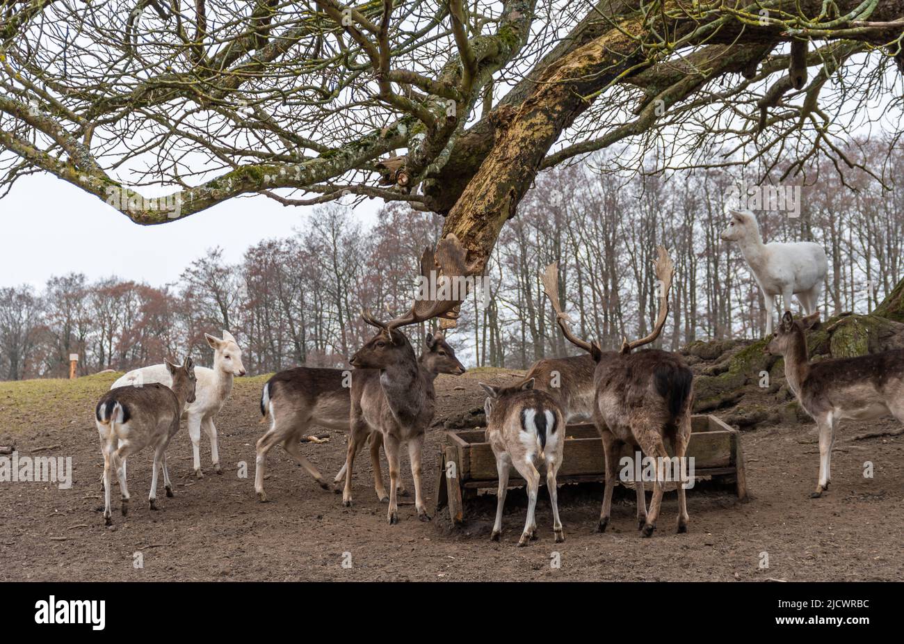 Fallow deer in an outdoor enclosure at a feeding trough Stock Photo