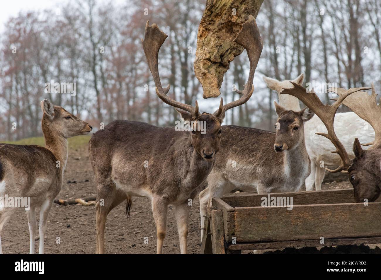 Fallow deer in an outdoor enclosure at a feeding trough Stock Photo