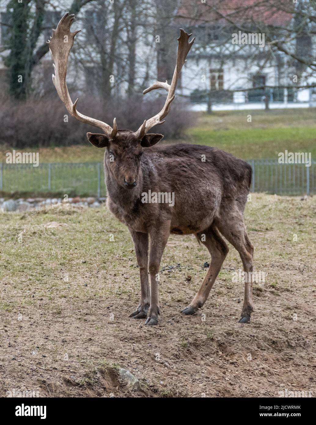 Imposing male fallow deer in an outdoor enclosure Stock Photo