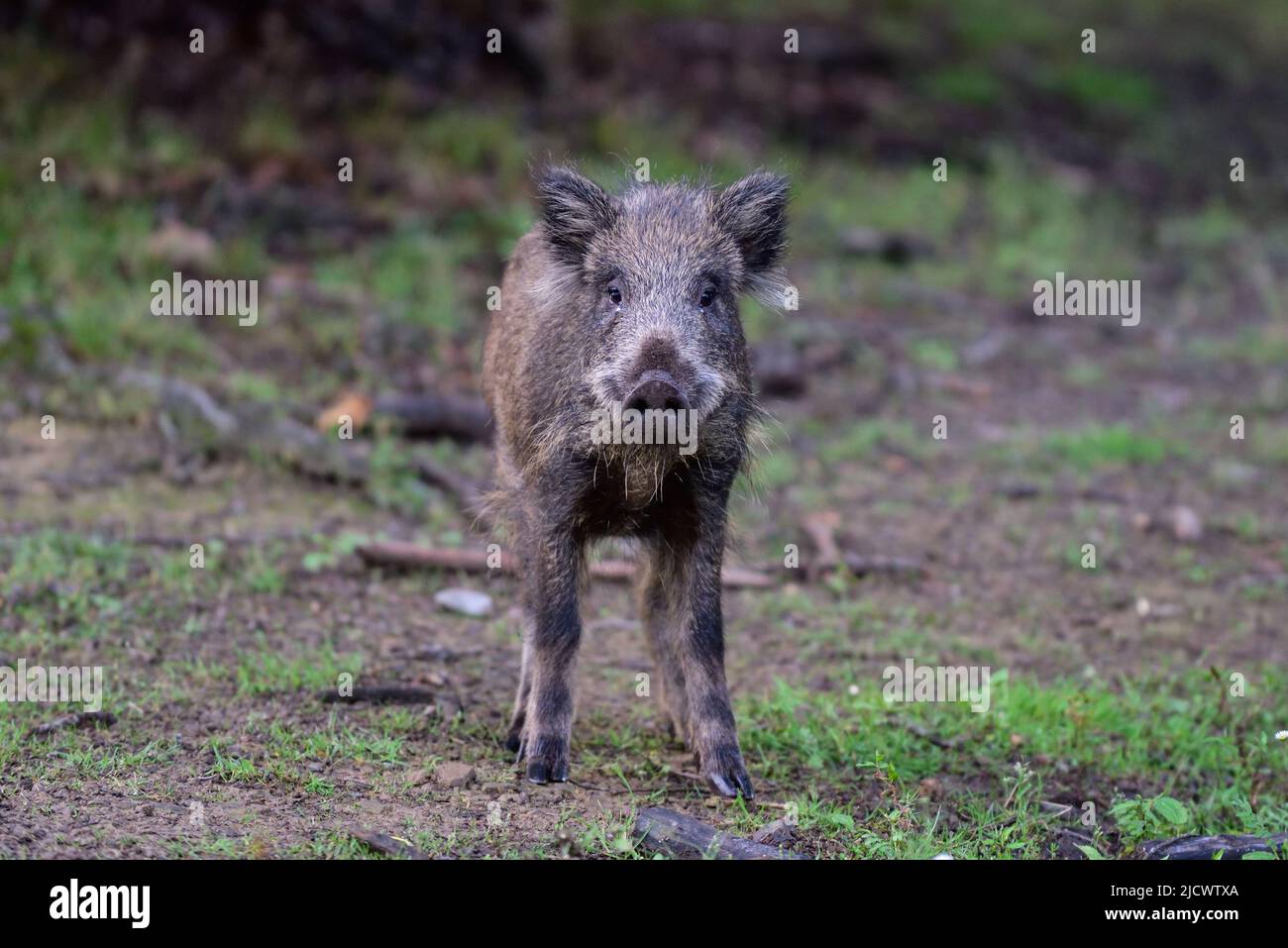 Wild boar piglet stands in summer forest and looks attentively, lower saxony, (sus scrofa), germany Stock Photo