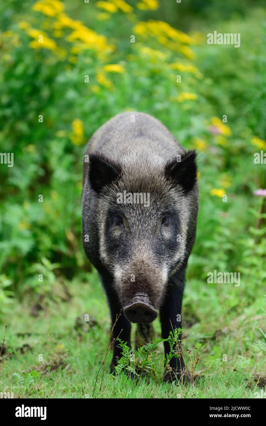 Wild boar female stands in summer forest and looks attentively, lower saxony, (sus scrofa), germany Stock Photo