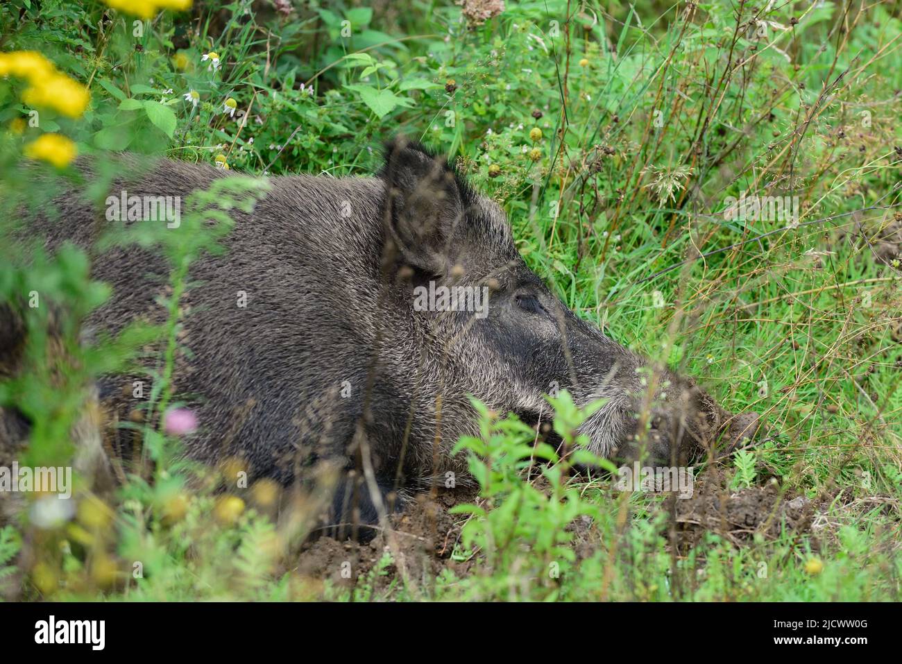 Wild boar lying on forest floor and sleeping, summer, lower saxony, (sus scrofa), germany Stock Photo
