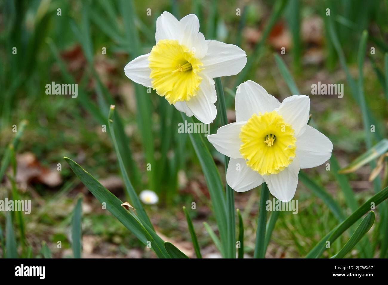 Photo of white and yellow large cup flowers narcissus, cultivar Ice Follies. Background Daffodil narcissus with green leaves. High quality photo Stock Photo