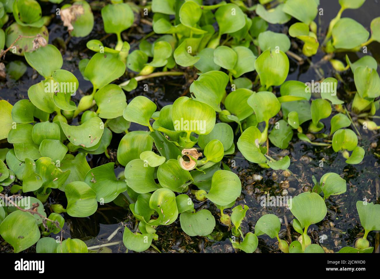 The Water Hyacinth in a Calm Pond Stock Photo Alamy