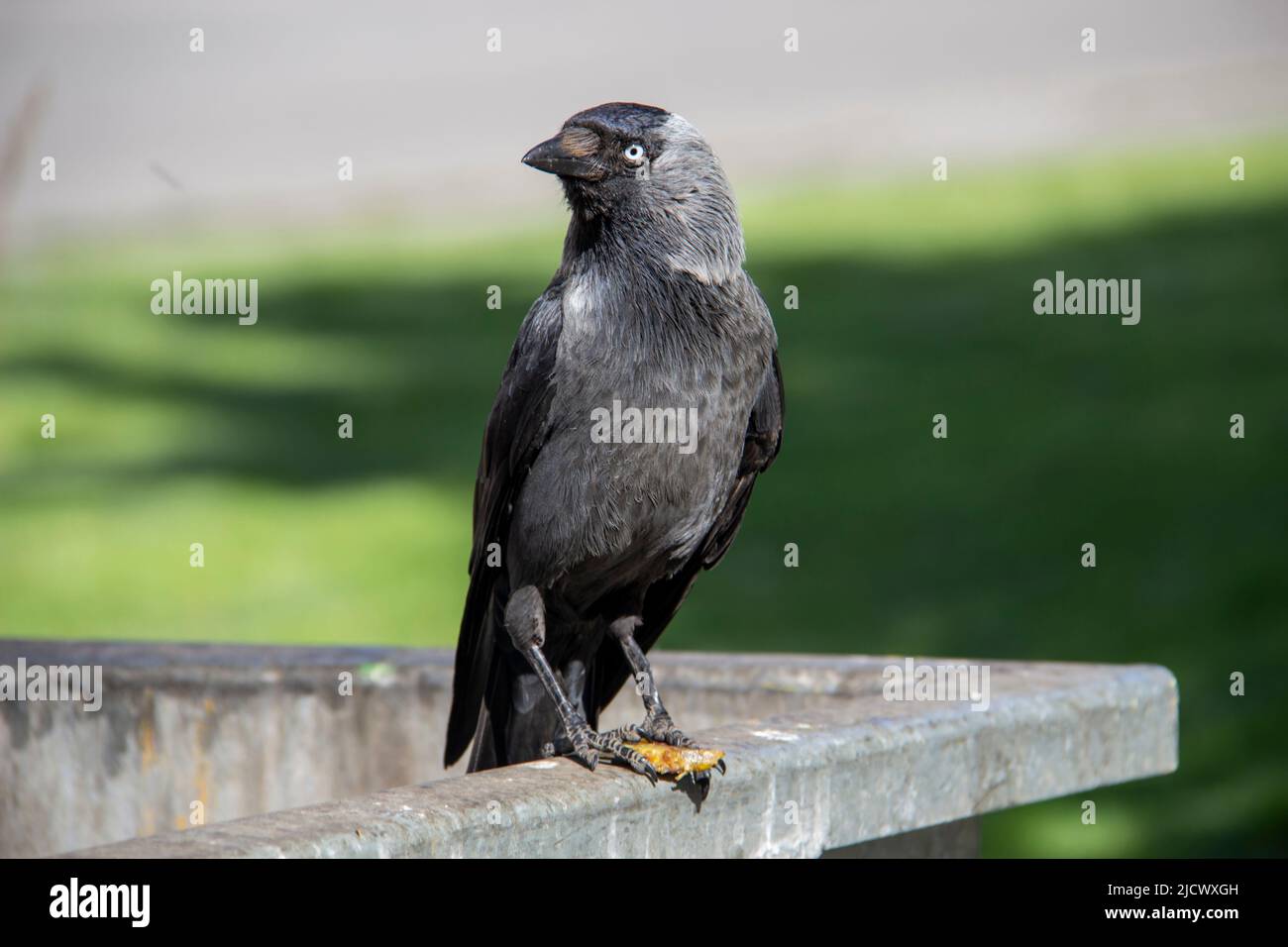 A jackdaw sits on the metal garbage container trash and hold something in the paws. The bird jackdaw sit on the dumpster Stock Photo