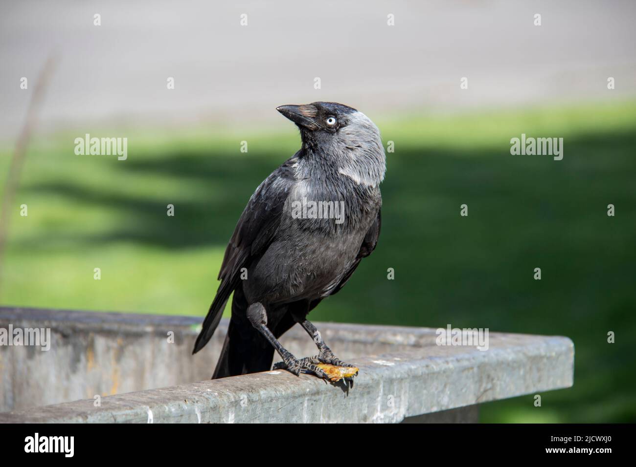 A jackdaw sits on the metal garbage container trash and hold something