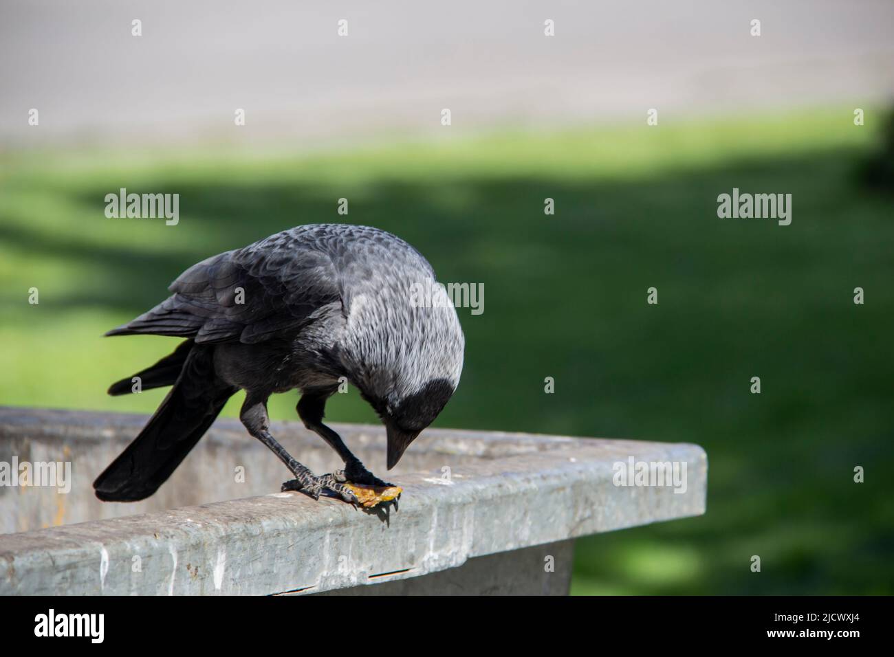 A jackdaw sits on the metal garbage container trash and hold something in the paws. The bird jackdaw sit on the dumpster Stock Photo