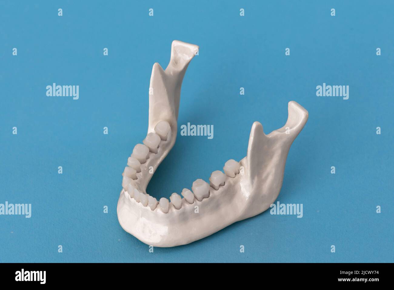 Lower human jaw with teeth anatomy model isolated on blue background