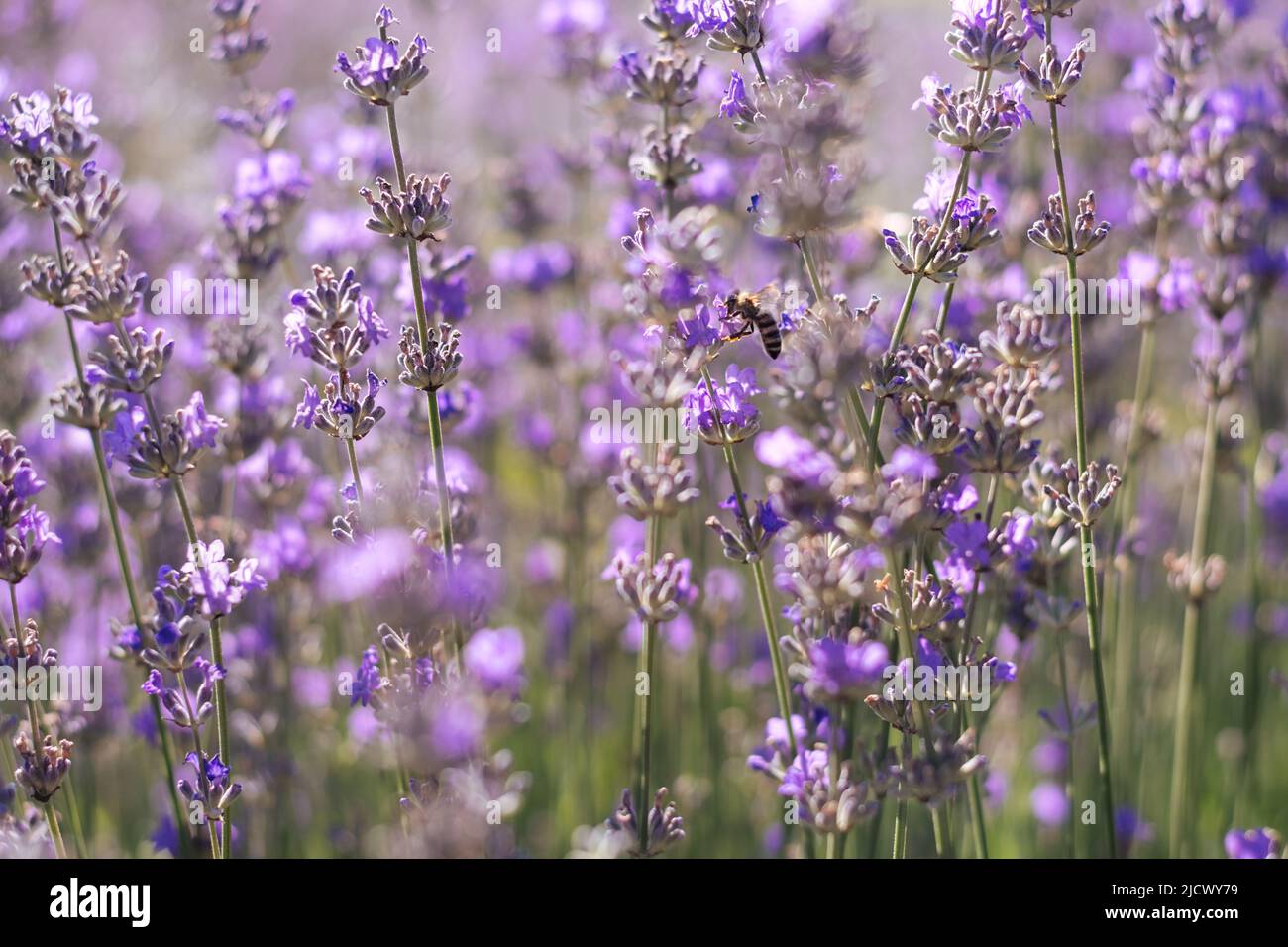 Soft selective focus of purple lavender field. Bee collects pollen flower. Growing fragrant crops at sunrise. Perfume ingredient, aromatherapy. Fashionable color of 2022 Very peri. Copy Space Stock Photo