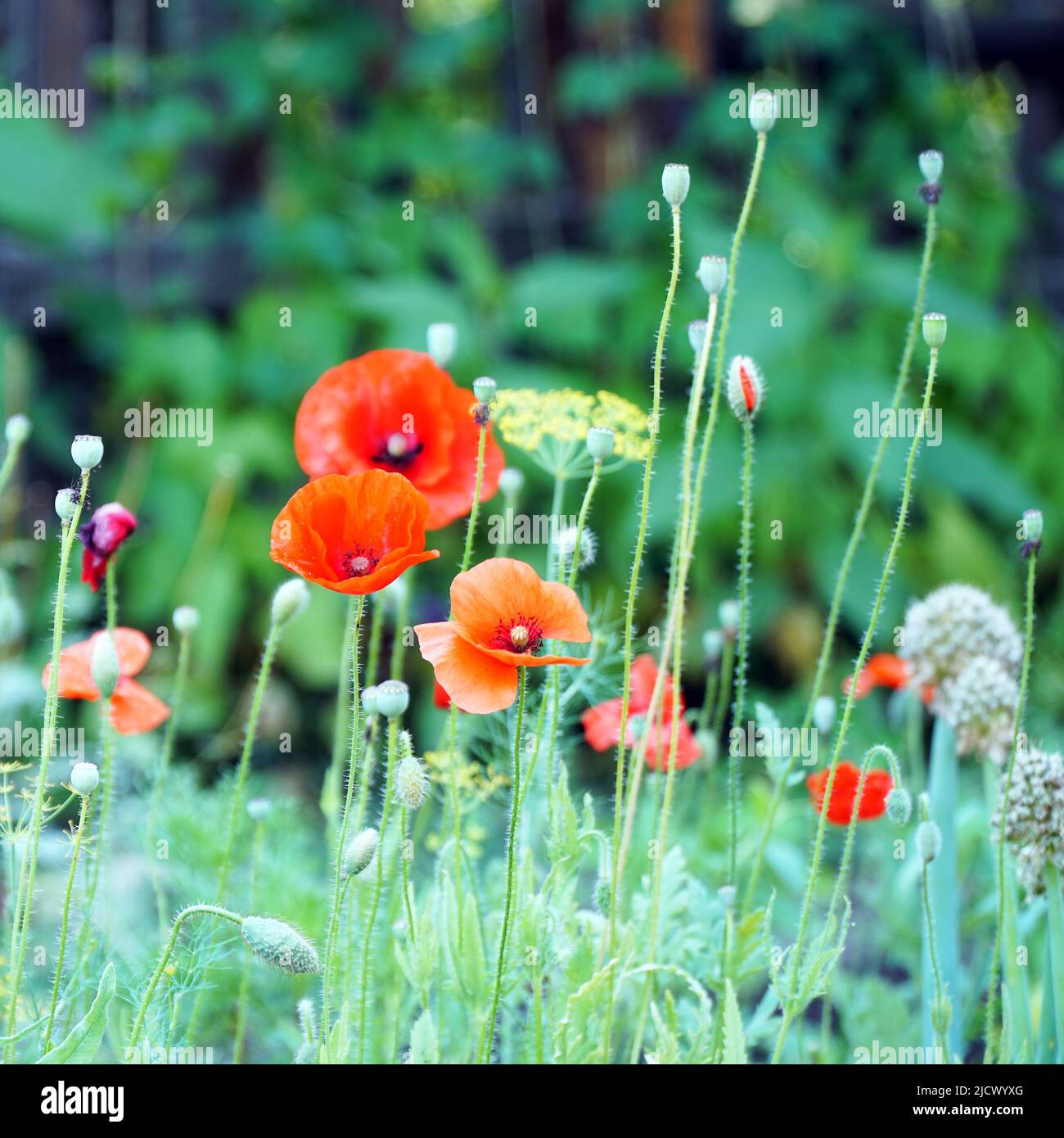 Bed flowers opium poppy hi-res stock photography and images - Alamy