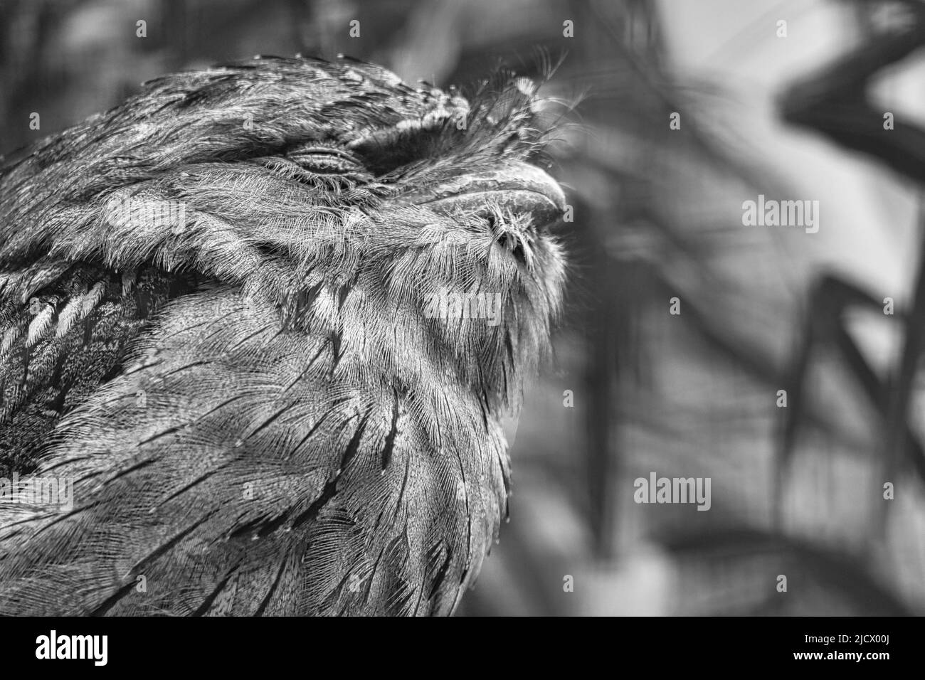 a small kautz on a tree trunk. Eyes closed and sleeping. Animal photo of an owl bird. Stock Photo