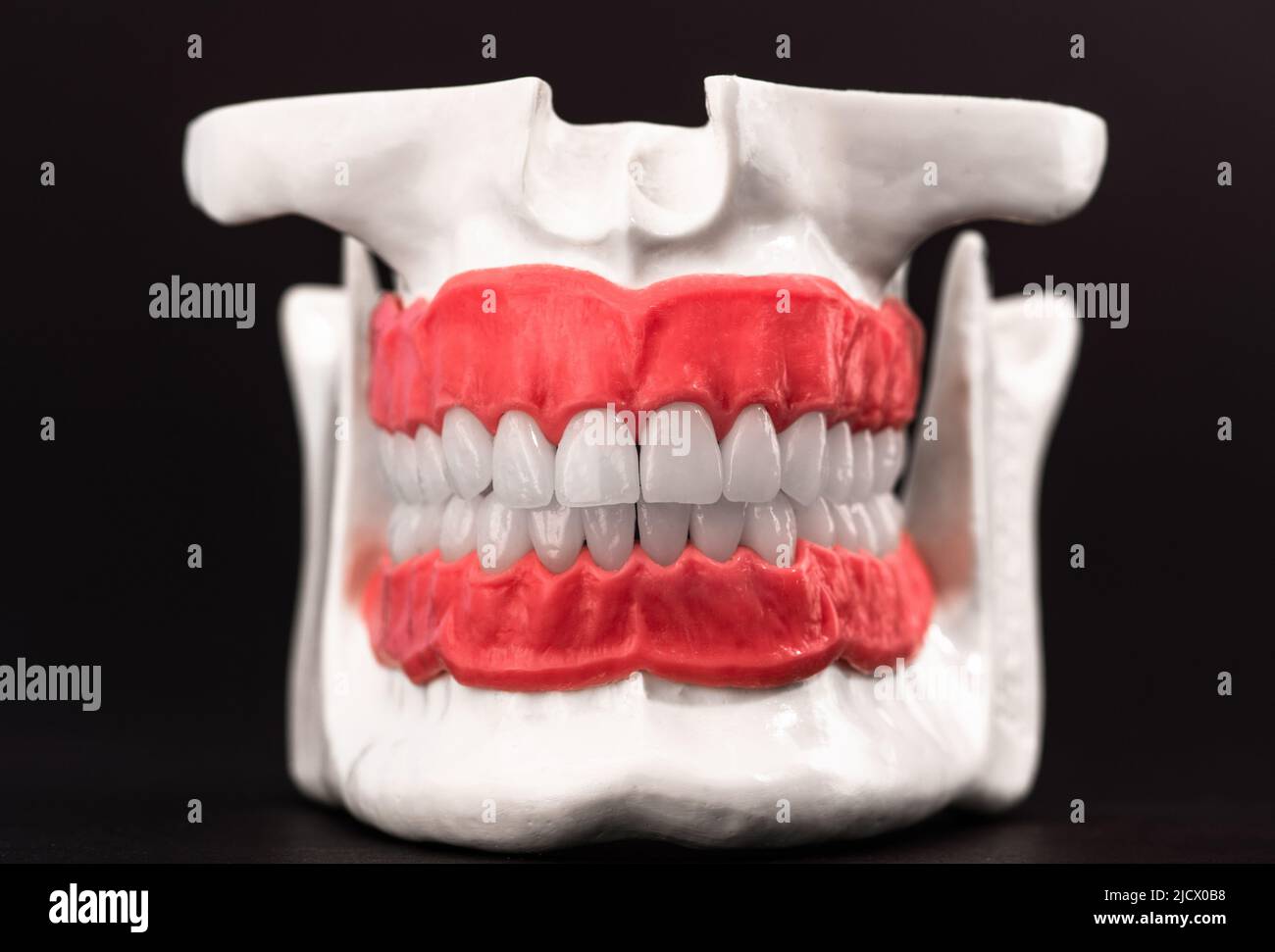 Human jaw with teeth and gums anatomy model isolated on blue background ...
