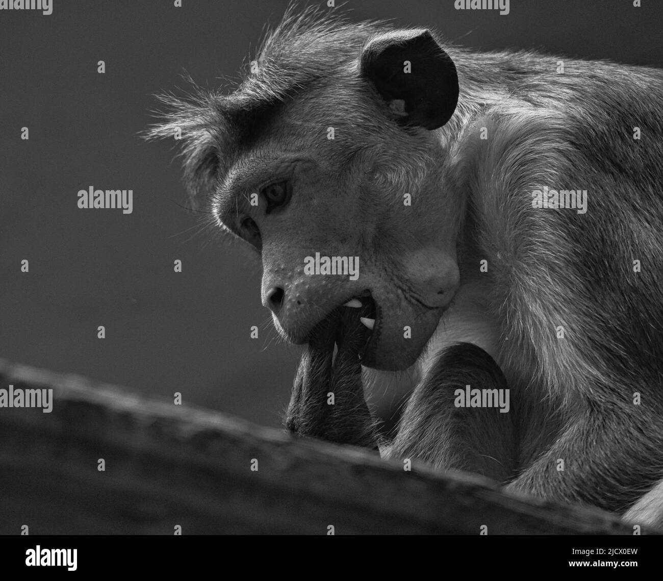 Rhesus monkey in black white sitting on a branch and nibbling on his tail. animal photo of a mammal Stock Photo