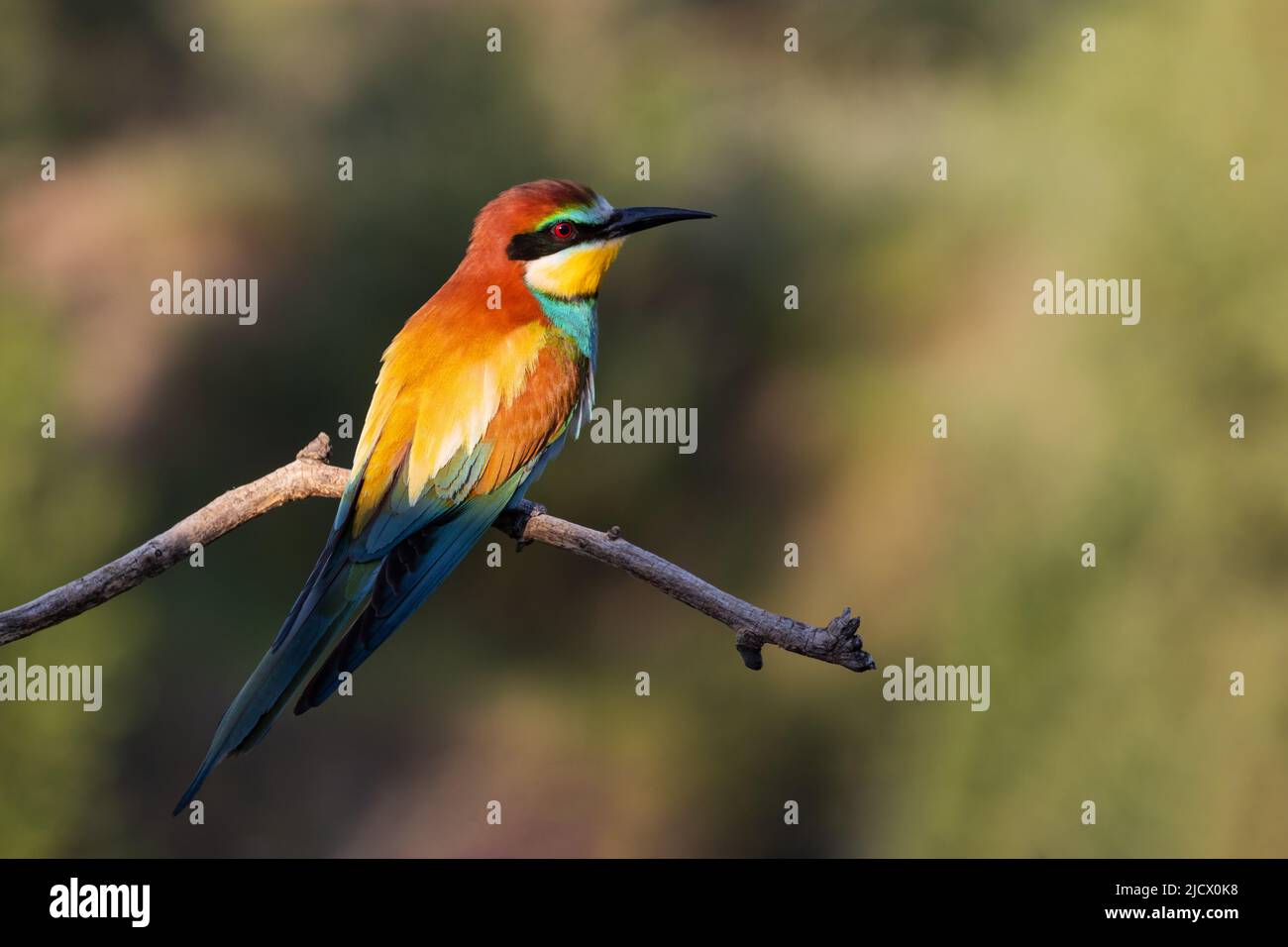 bee-eater sits on a branch at sunrise Stock Photo