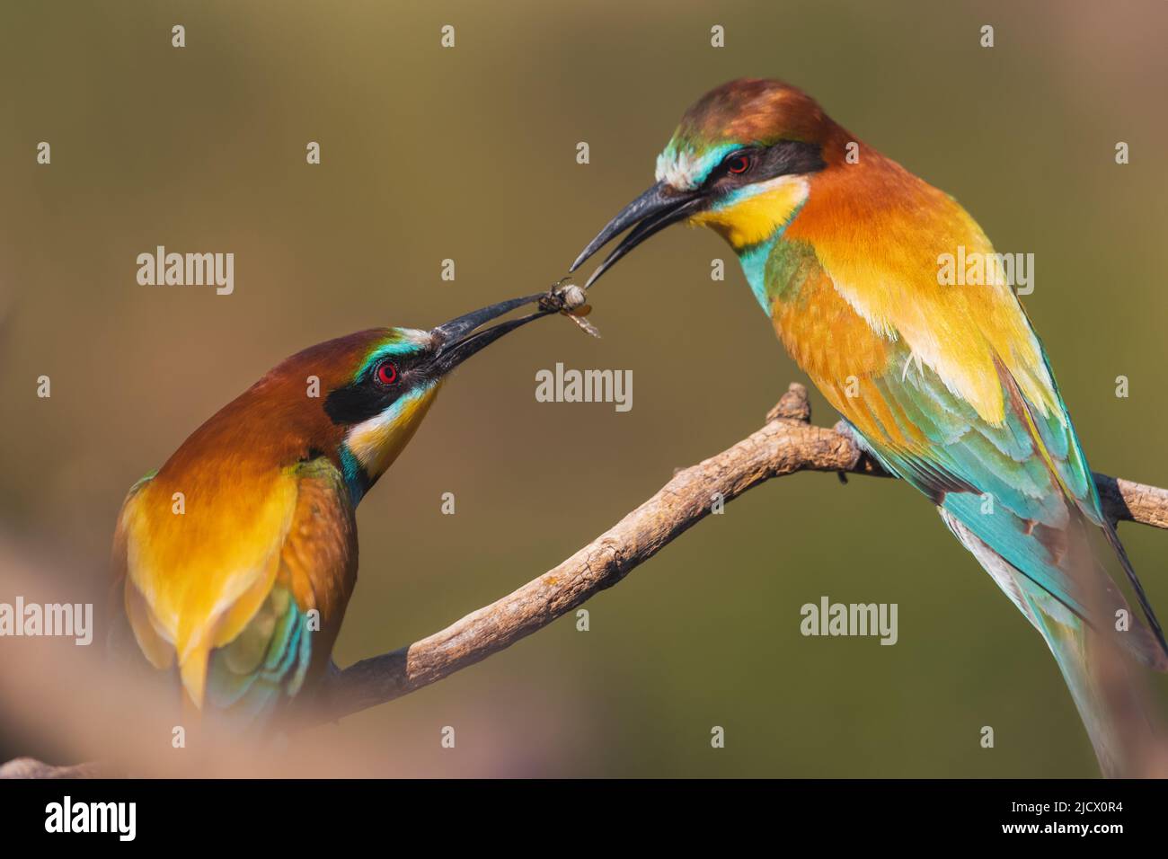 courtship of colorful birds of paradise Stock Photo